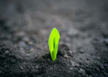 brote, naturaleza, naturaleza viva, terreno inhóspito