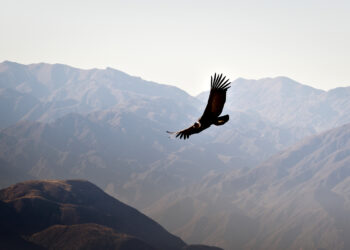  La sangre que lo parió