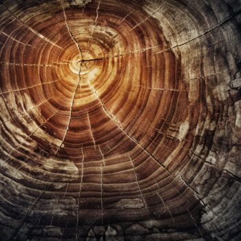 Ya no quiero ser el lobo